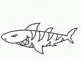 Shark Tiger Coloring Cartoon Pages Printable Kids Categories sketch template