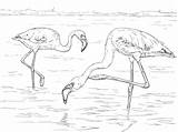 Flamingo Fenicottero Disegno Kleurplaat Flamant Flamenco Colorear Flamingos Volwassenen Supercoloring Enano Lesser Kleurplaten Minore Pencil sketch template