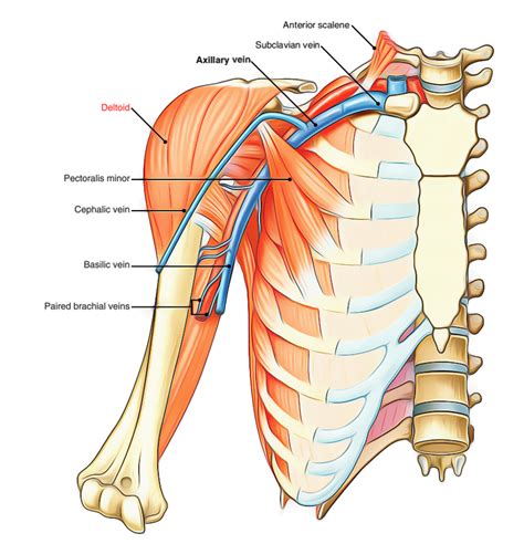 deltoid muscle liberal dictionary