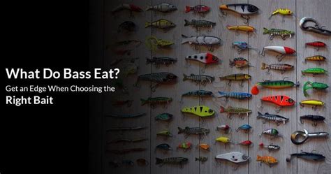 What Do Bass Eat Get An Edge When Choosing The Right Bait