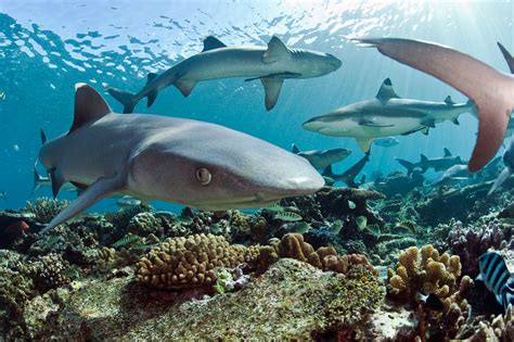 overvaluing reef sharks hakai magazine