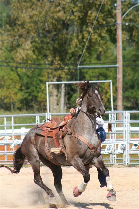 rodeo horse stock photo image  large corral horses