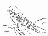 Swallow Barn Getdrawings Drawing Bird Coloring Pages sketch template