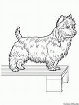 Terrier Colorkid sketch template