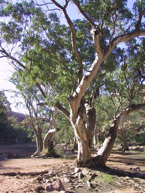 australian trees tree australia landscape