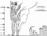 Titan Shingeki Kyojin Titans Colossal Aot Comparison Titanes Ukuran Ackerman Attaque Snk Giganti Attacco Meter Eren Adam Medidas Estreno Comparaison sketch template