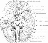Cranial Nerves Nerve sketch template