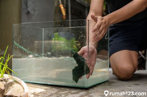 membersihkan kaca aquarium tips praktis  merawatnya
