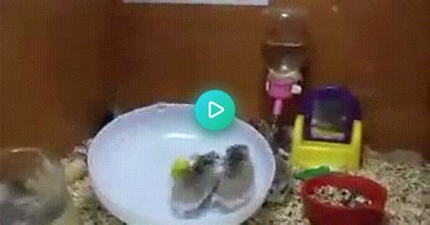 2 Hamsters 1 Wheel  On Imgur