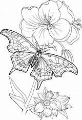 Coloring Adults Pages Printable Only Colouring Butterfly Detailed Kids Line Drawing Characteristic Special Popular Library Clipart Coloringhome sketch template