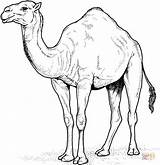 Kamel Camels Sheets Supercoloring sketch template