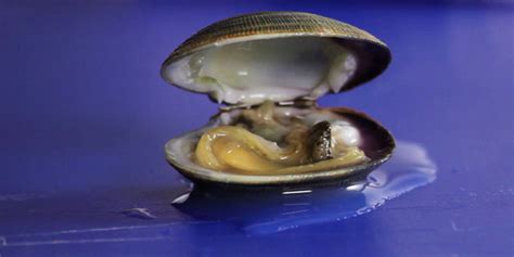 open  clam video great british chefs