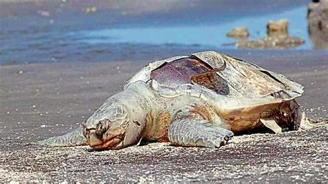 marine animal carcasses   mumbais beaches raise alarm mumbai