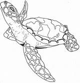 Sea Hawksbill Coloring Getdrawings Turtles Colornimbus Coloringfolder sketch template