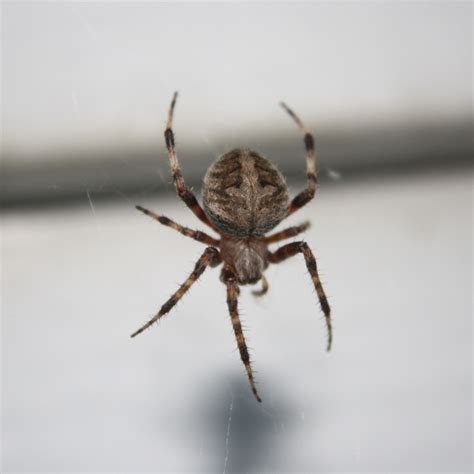 orb weaver spider picture  photograph  public domain