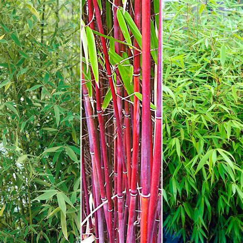 fargesia bamboo hardy outdoor ornamental flowering evergreen garden pot plants ebay