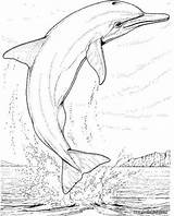 Dolphin Bottlenose Coloring Designlooter Pages sketch template