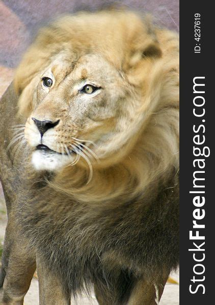 lion  head  stock images   stockfreeimagescom