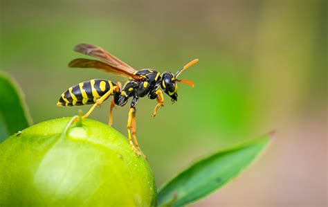 Police In West Virginia Says People Are Overdosing On Wasp Spray As An