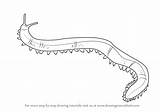 Worm Drawing Velvet Draw Worms Earthworm Step Tattoo Welding Drawings Getdrawings Learn Paintingvalley Tutorials sketch template