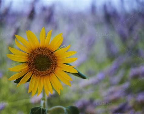 sunflower   lavender field lavender fields sunflower lavender