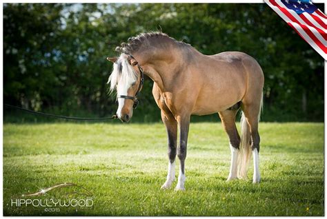 beautiful miniature stallion  sale strasslein red  ideal imagery equilog services