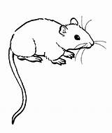 Rat Coloring Pages Printable Drawing Kids Cute Outline Rats Color Rodent Drawings Animal Colouring Cartoon Clipart Sheet Bestcoloringpagesforkids Children Sheets sketch template