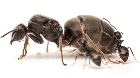 black ant queen