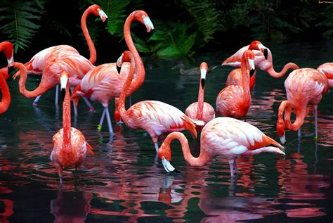zdjecie flamingi staw