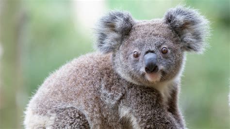 cuddly facts  koalas howstuffworks