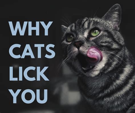 Gratuit Pornhub Licking Kitty Cat Liking S Tenor Linkandcarry15