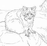 Raccoon Supercoloring Designlooter Nocturnal sketch template