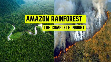 amazon rainforest fire  complete picture trendook