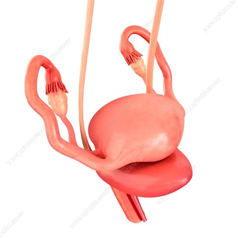 Female Reproductive Organs Illustration Stock Image F020 0920