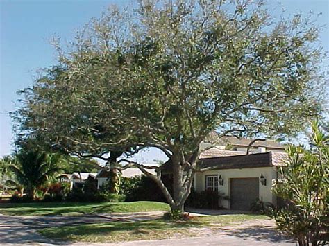 florida  oak quercus virginiana