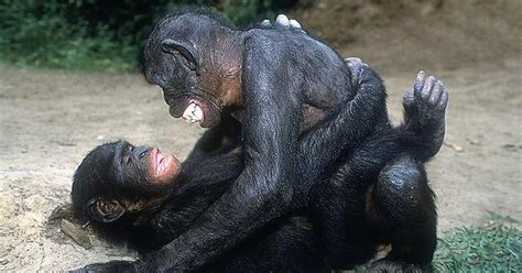 different sex positions from primates album on imgur