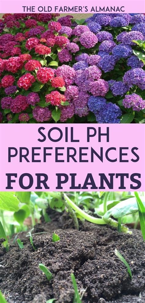 chart  find  proper ph levels    plants