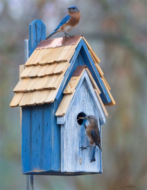 bluebird manor bluebird houses blue bird birdhouses heartwood  birdhouse chick