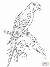 Macaw Scarlet Drawing Coloring Getdrawings sketch template