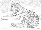 Tiger Coloring Pages Siberian Laying Choose Board Printable Down sketch template