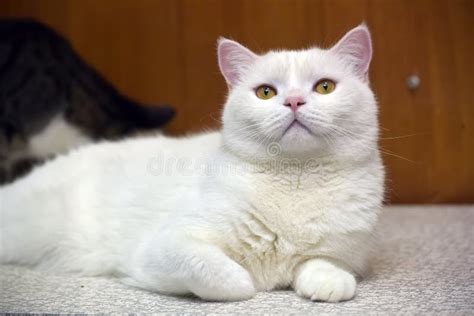 beautiful white british cat stock image image  british breed
