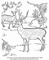 Coloring Deer Drawing Pages Animal Drawings Kids Jungle Printable Animals Forest Axis Chital Wild Print Activity Draw Life Scene Colouring sketch template