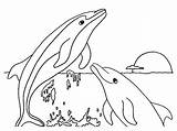 Dolphin Coloring Pages Print Baby sketch template