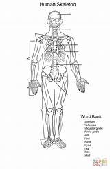 Skeleton Worksheet Human Printable Pages Coloring Skeletal Label System Dot sketch template