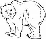 Bear Coloring Pages Grizzly Template Coloriage Printable Bears Templates Animal Color Sheets Print Colouring Kids Imprimer Outline Sheet Cute Dessin sketch template