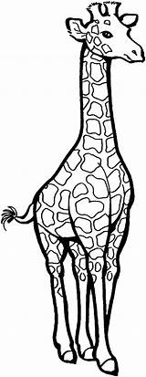 Giraffe Coloring Pages Giraffes Drawing sketch template