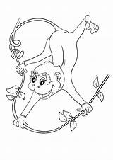 Monkey Coloring Swinging Pages Monkeys Little Printable Cartoon Getdrawings Getcolorings Books sketch template