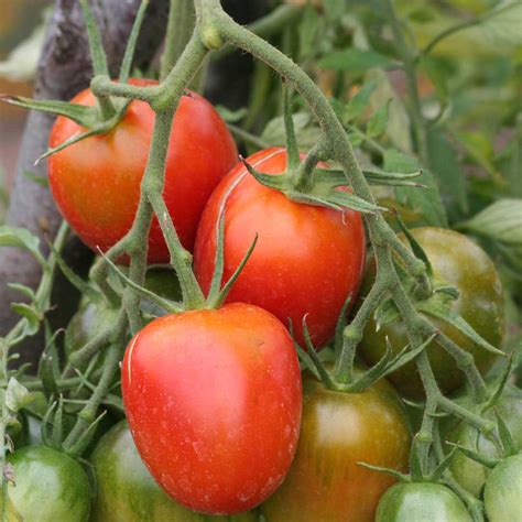 tomate de berao graines bio ferme de sainte marthe hot sex picture