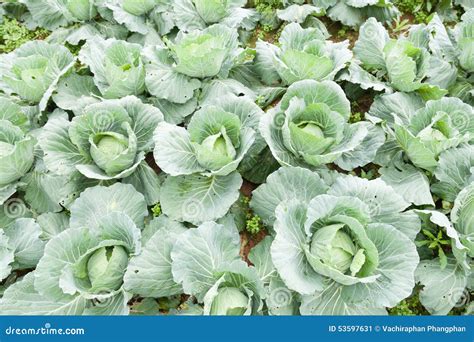 tree cabbage stock image image  landscape closeup