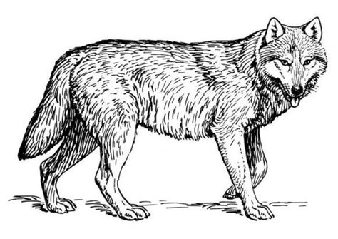 wolf coloring pages  print  animal coloring pages wolf drawing